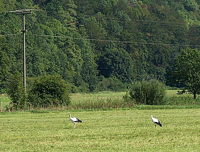 Altm&uuml;hlradweg: St&ouml;rche am Weg