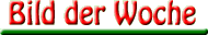 Bild der Woche