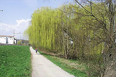 Bodenseeradweg: Weidenbäume