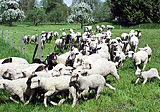 Schafe auf dem Bodanrück