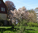Magnolienbäume in voller Pracht