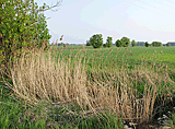 Weite Felder im Donauried