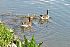 Entenfamilie in der Donau