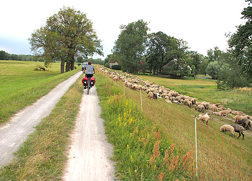 Schafe in Kietz