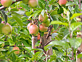 Knackige Äpfel