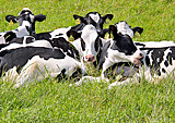 Holsteinrinder