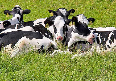 Schwarz-Weiße Holsteinrinder
