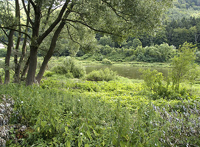 Naturbelassene Elbauen