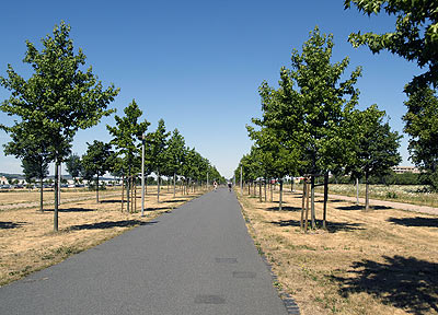 Radweg auf der neuen Allee