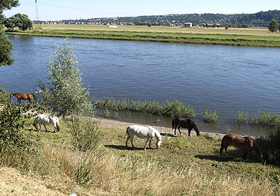 Pferdeweide an der Elbe