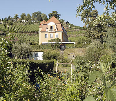 Weinberge vor Mei&szlig;en