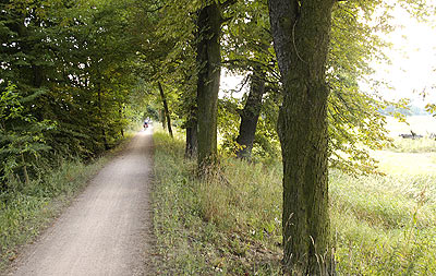 Radweg durch den Wald