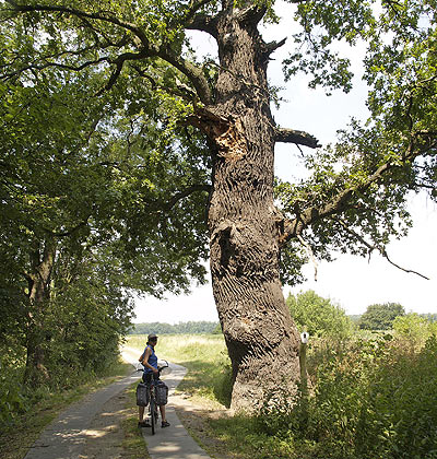 Naturdenkmal Eiche