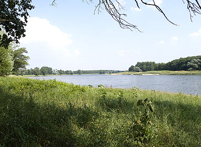 In den Uferwiesen der Elbe