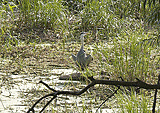 Schwitzender Vogel