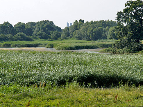 Naturschutzgebiet Kreuzhorst