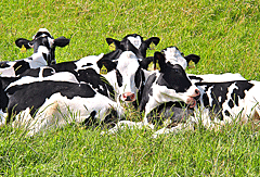 Holsteinrinder