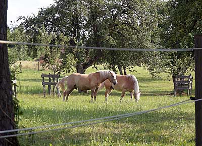 Pferdekoppel bei Weinberg