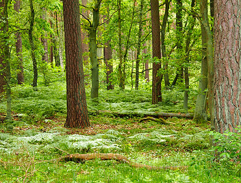 Naturbelassener Wald