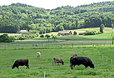 Viehweiden entlang der Straße