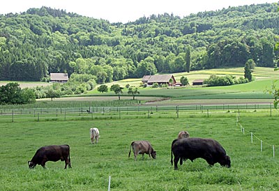 Viehweiden entlang der Straße