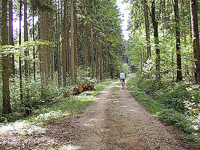 Waldweg