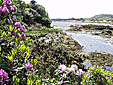 Rhododendren