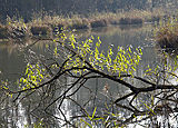 Bei den Altwassern der Isar