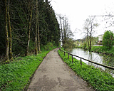 Radweg am Waldrand