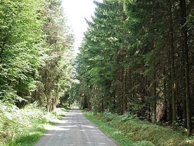 Jagsttal-Bühlertal: Durch den Wald