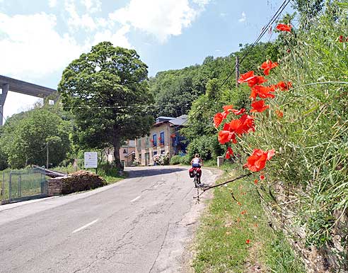 Wildblumen am Radweg