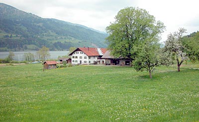 Bodensee-K&ouml;nigseeradweg: Radweg bei Alpseewies