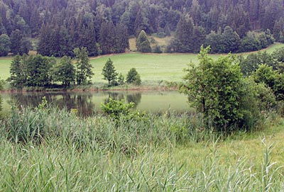 Bodensee-K&ouml;nigseeradweg: Der Stallauer Weiher