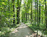 Radweg im Wald