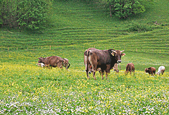Kühe am Radweg