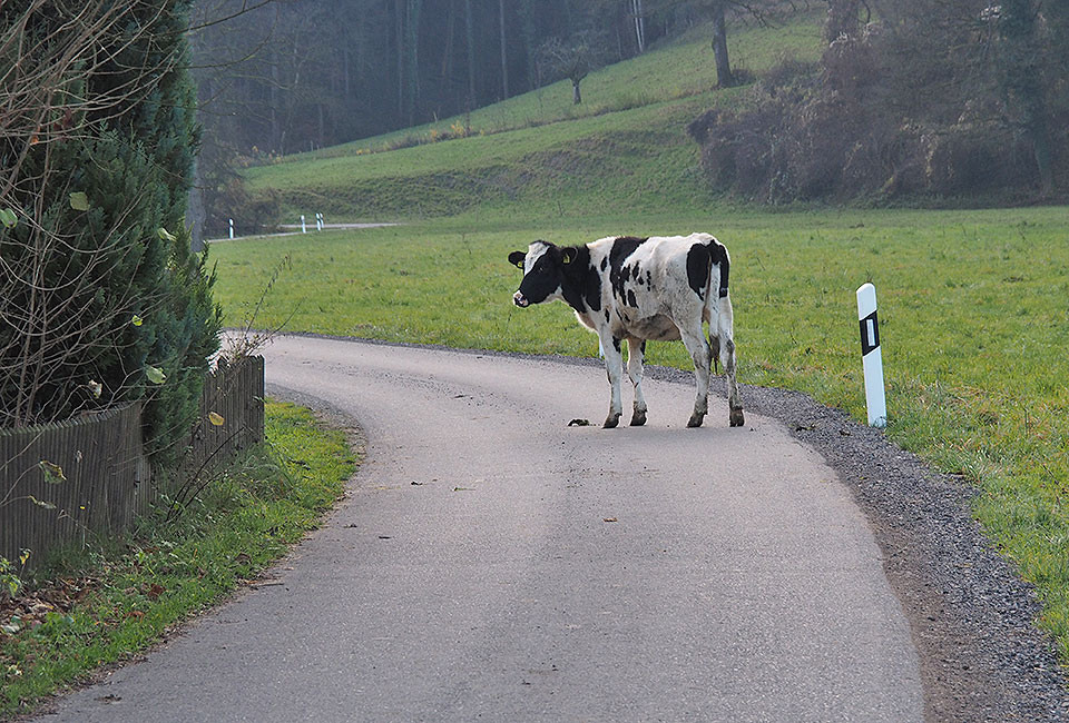 Ausgebüchste Kuh auf dem Radweg