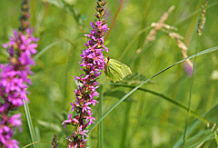 Grüne Schmetterlinge