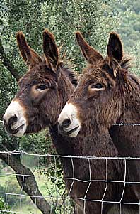 Filitosa