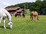 Fohlenweide
