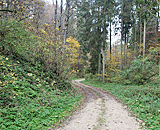 Schöner Waldweg