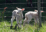 Kleine Schafe