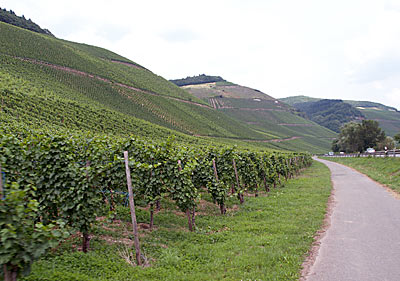 Rebh&auml;nge bis an die Stra&szlig;e
