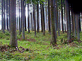 Wald bei Neuhengstett