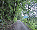 Waldweg in Richtung Glatt und Horb