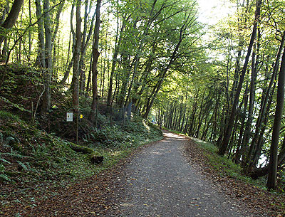 Traumwald