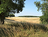 Ausblick auf die Felder