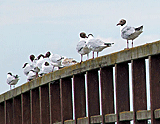 Vögel auf einem Geländer