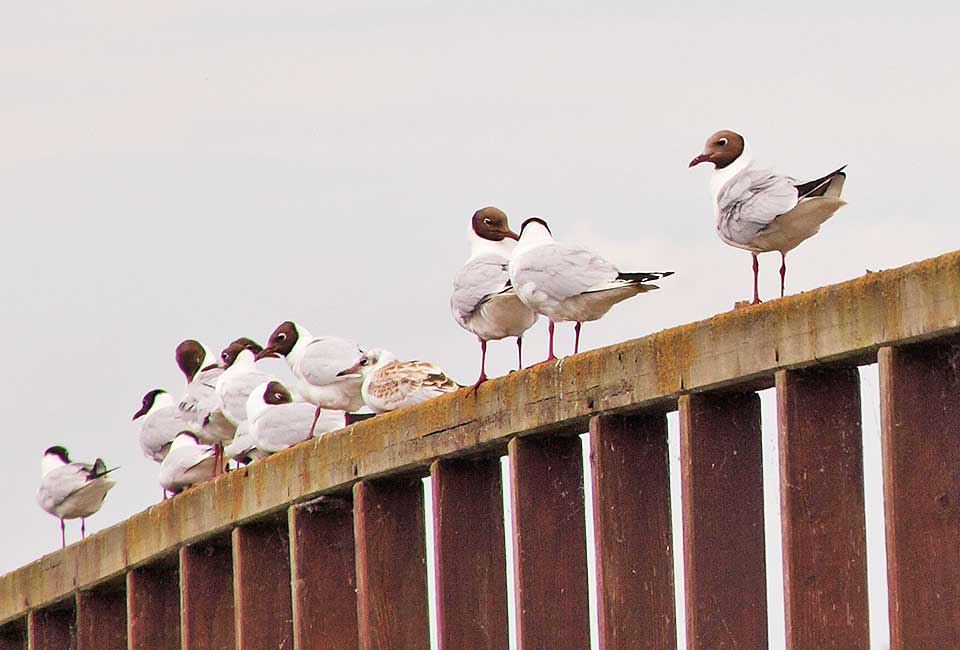 Vögel auf einer Brücke