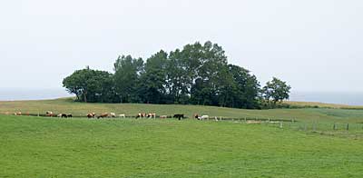 Ostseeküstenradweg: Kühe vor Wald und Meer