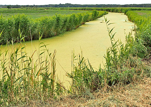 Entwässerungskanäle in den Boddenwiesen